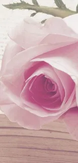 Pink rose resting on an open book background.