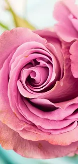 Close-up of a vibrant pink rose with delicate petals.