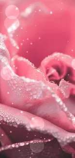 Close-up of pink rose petals with water droplets.