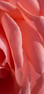 Close-up of delicate pink rose petals in elegant formation.