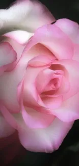 Close-up of a pink rose with soft petals, perfect for a mobile wallpaper.