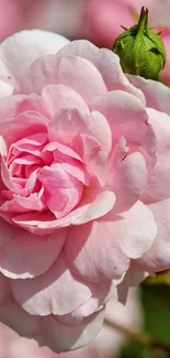 Elegant pink rose with green bud, showing delicate petals.