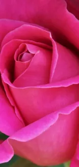 Close-up of a vibrant pink rose, showcasing delicate petals and natural elegance.