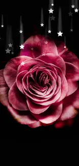 Elegant pink rose with black background wallpaper.