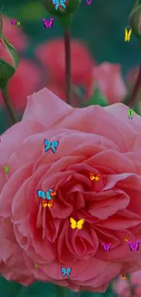 Close-up of a beautifully blooming pink rose with green buds.