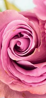 Close-up of a beautiful pink rose with delicate petals.