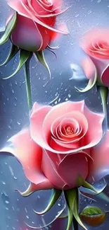 Elegant pink roses with blue background and dewdrops.