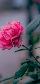 Closeup of a vibrant pink rose with green leaves on a blurred background.