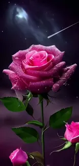 Pink rose with dew against a purple background.