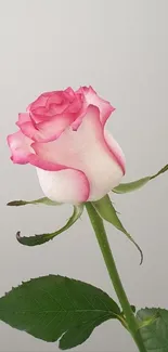 Elegant pink rose on light gray background, perfect for mobile wallpaper.