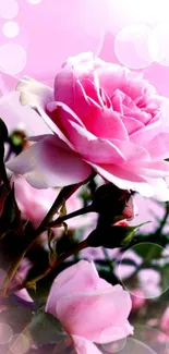 Pink rose with soft bokeh background.