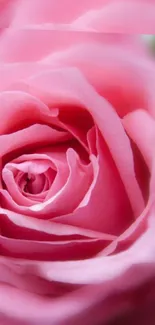 Close-up of a blooming pink rose with soft petals, perfect for mobile wallpaper.