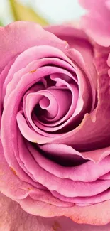 Close-up of a beautiful pink rose with intricate petals.