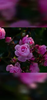 Mobile wallpaper with pink roses and green leaves.