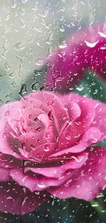 Close-up of elegant pink rose with green leaves.