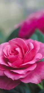 Close-up of a vibrant pink rose with green leaves in soft focus background.