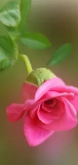 Vibrant pink rose with green leaves in soft focus.