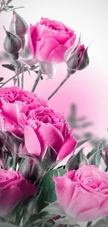 Elegant pink roses with lush leaves on wallpaper.