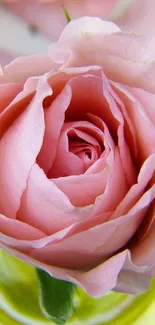 Close-up of a delicate pink rose with soft petals for mobile wallpaper.