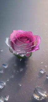 Elegant pink rose with dewdrops on a mobile wallpaper.