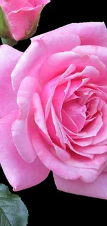 Close-up of a beautiful pink rose with green leaves on a black background.