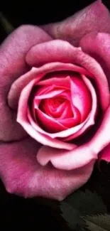 Elegant pink rose against a dark background for mobile wallpaper.