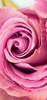 Close-up of a pink rose with elegant, layered petals for a phone wallpaper.