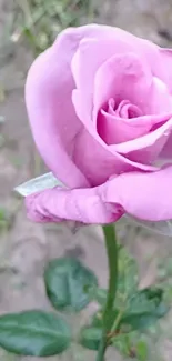 Close-up of a soft pink rose in full bloom.