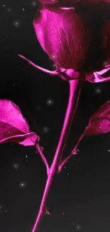 Elegant pink rose with a dark background wallpaper.