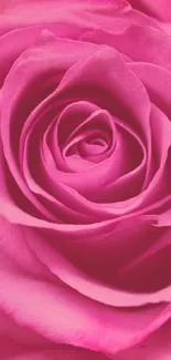 Elegant close-up of a pink rose with detailed petals.