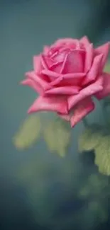 Elegant pink rose close-up on soft focus background.