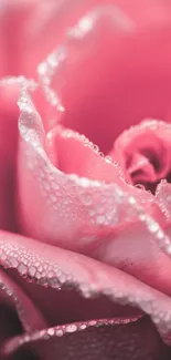 Close-up of a pink rose with dewdrops on petals.