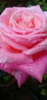 Close-up of a pink rose with dewdrops on petals.