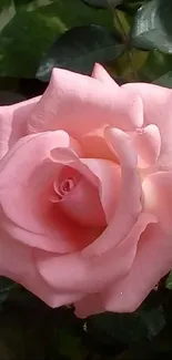 A beautiful pink rose in full bloom with green leaves.