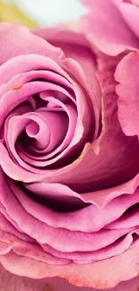 Close-up of a pink rose, highlighting its vibrant petals.