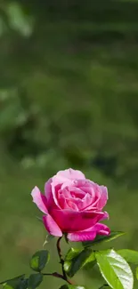 Pink rose in bloom with lush green background.