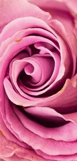 Close-up of a beautiful pink rose with elegant petals.