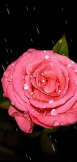 Pink rose with raindrops on a dark background, perfect for mobile wallpaper.