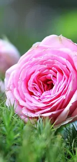 Pink roses and lush green plants in a serene nature scene.