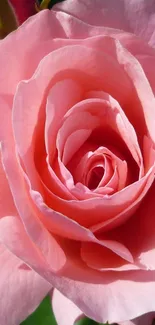 Close-up of an elegant pink rose blossom.