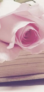 Elegant pink rose on a book with soft, romantic petals.