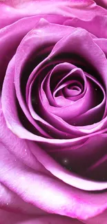 Close-up image of a pink rose with intricate petals.