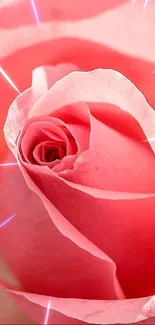 Elegant pink rose in full bloom mobile wallpaper.