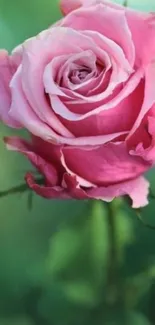 Close-up of blooming pink rose with soft green background.