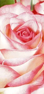 Elegant pink rose wallpaper with soft petals.