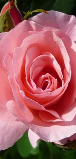 Close-up of an elegant pink rose in bloom.