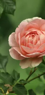 Close-up of a pink rose with green leaves, perfect for mobile wallpaper.