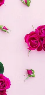 Mobile wallpaper with elegant pink roses on a pale pink background.