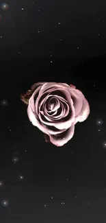 Elegant pink rose on a dark starry background.