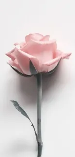 Minimalist pink rose on light background wallpaper.